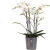 Vlinderorchidee 4 Tak (Phalaenopsis 'Marvellous White') D 17 H 70 Cm 2 Vlinderorchidee 4 Tak (Phalaenopsis 'Marvellous White') D 17 H 70 Cm -Tuinplanten Winkel 8720196780310