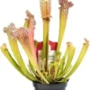 Trompetbekerplant (Sarracenia 'Compacta') D 9 H 20 Cm -Tuinplanten Winkel 8720196782833