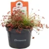 Zonnedauw (Drosera 'Paradoxa') D 9 H 15 Cm 2 Zonnedauw (Drosera 'Paradoxa') D 9 H 15 Cm -Tuinplanten Winkel 8720196782857