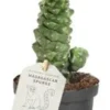 Wolfsmelk (Euphorbia Ritchiei) D 9 H 30 Cm