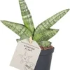 Vrouwentong (Sansevieria Cylindrica 'Boncel') D 6 H 20 Cm 1 Vrouwentong (Sansevieria Cylindrica 'Boncel') D 6 H 20 Cm -Tuinplanten Winkel 8720196783816