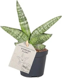 Vrouwentong (Sansevieria Cylindrica 'Boncel') D 6 H 20 Cm