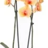 Vlinderorchidee 2 Tak (Phalaenopsis 'Royal Sunrise') D 12 H 55 Cm -Tuinplanten Winkel 8720196785087