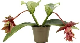 Medinilla (Medinilla Magnifica 'Dolce Rossa') D 14 H 30 Cm 3 Medinilla (Medinilla Magnifica 'Dolce Rossa') D 14 H 30 Cm