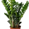 Zamioculcas (Zamioculcas Zamiifolia 'Super Nova') D 21 H 75 Cm 1 Zamioculcas (Zamioculcas Zamiifolia 'Super Nova') D 21 H 75 Cm -Tuinplanten Winkel 8720196791538