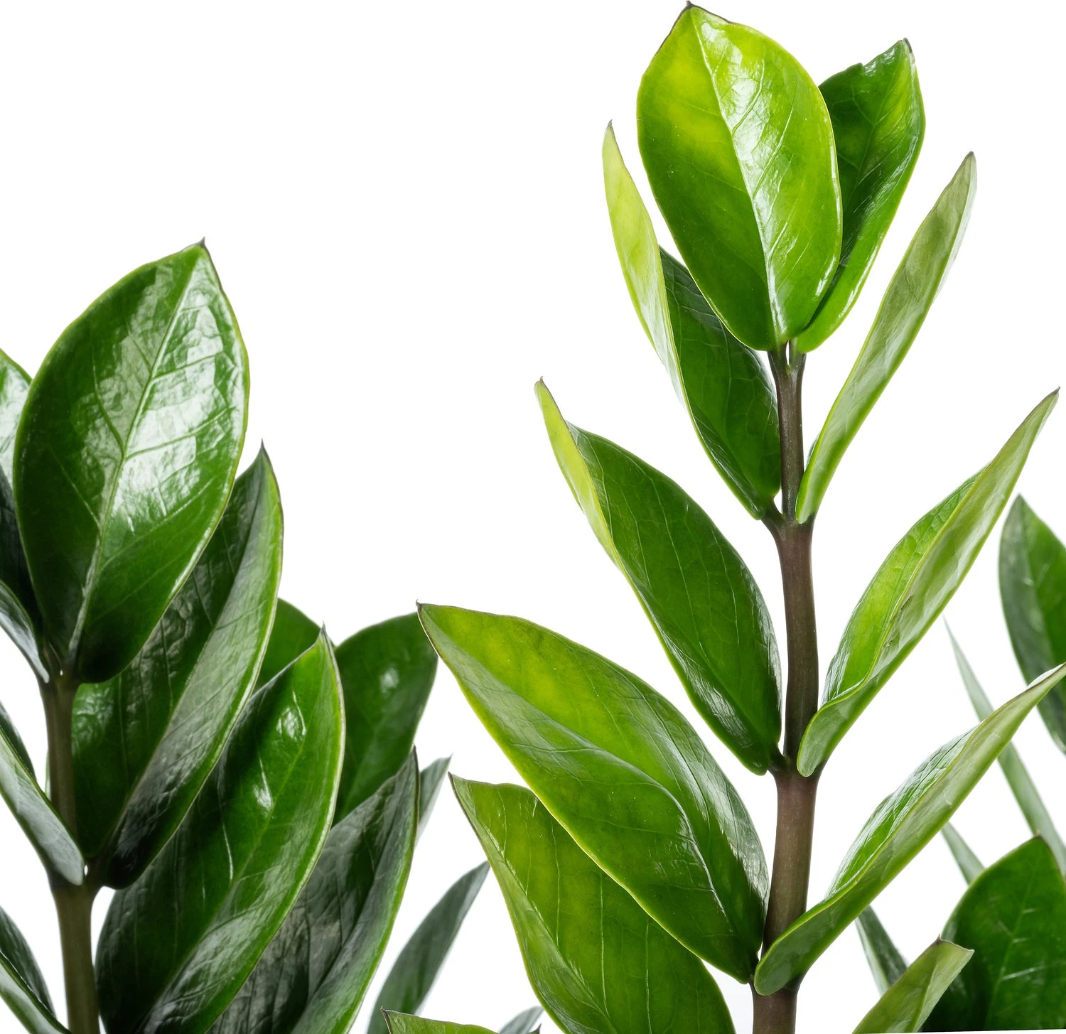 Zamioculcas (Zamioculcas Zamiifolia 'Super Nova') D 21 H 75 Cm 4 Zamioculcas (Zamioculcas Zamiifolia 'Super Nova') D 21 H 75 Cm - Afbeelding 2