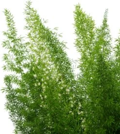 Sierasperge (Asparagus Densiflorus 'Meyers') D 27 H 60 Cm -Tuinplanten Winkel 8720196792016 1