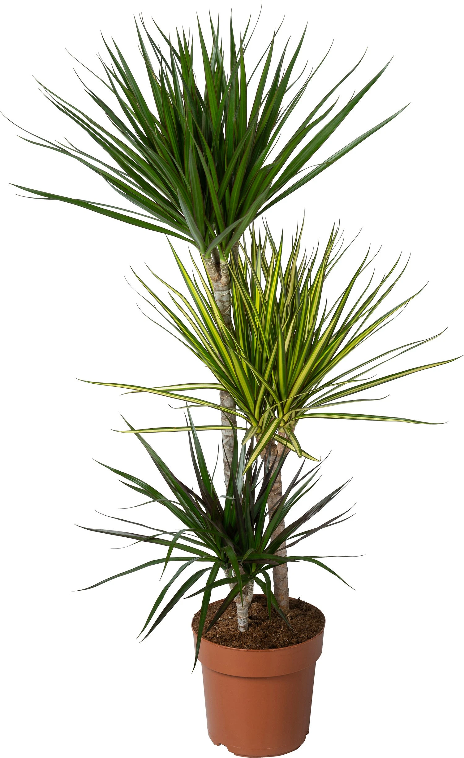 Drakenbloedboom (Dracaena Marginata 'Carnaval') D 21 H 115 Cm 3 Drakenbloedboom (Dracaena Marginata 'Carnaval') D 21 H 115 Cm