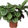 Calathea (Calathea 'Misty') D 27 H 90 Cm 1 Calathea (Calathea 'Misty') D 27 H 90 Cm -Tuinplanten Winkel 8720196793761