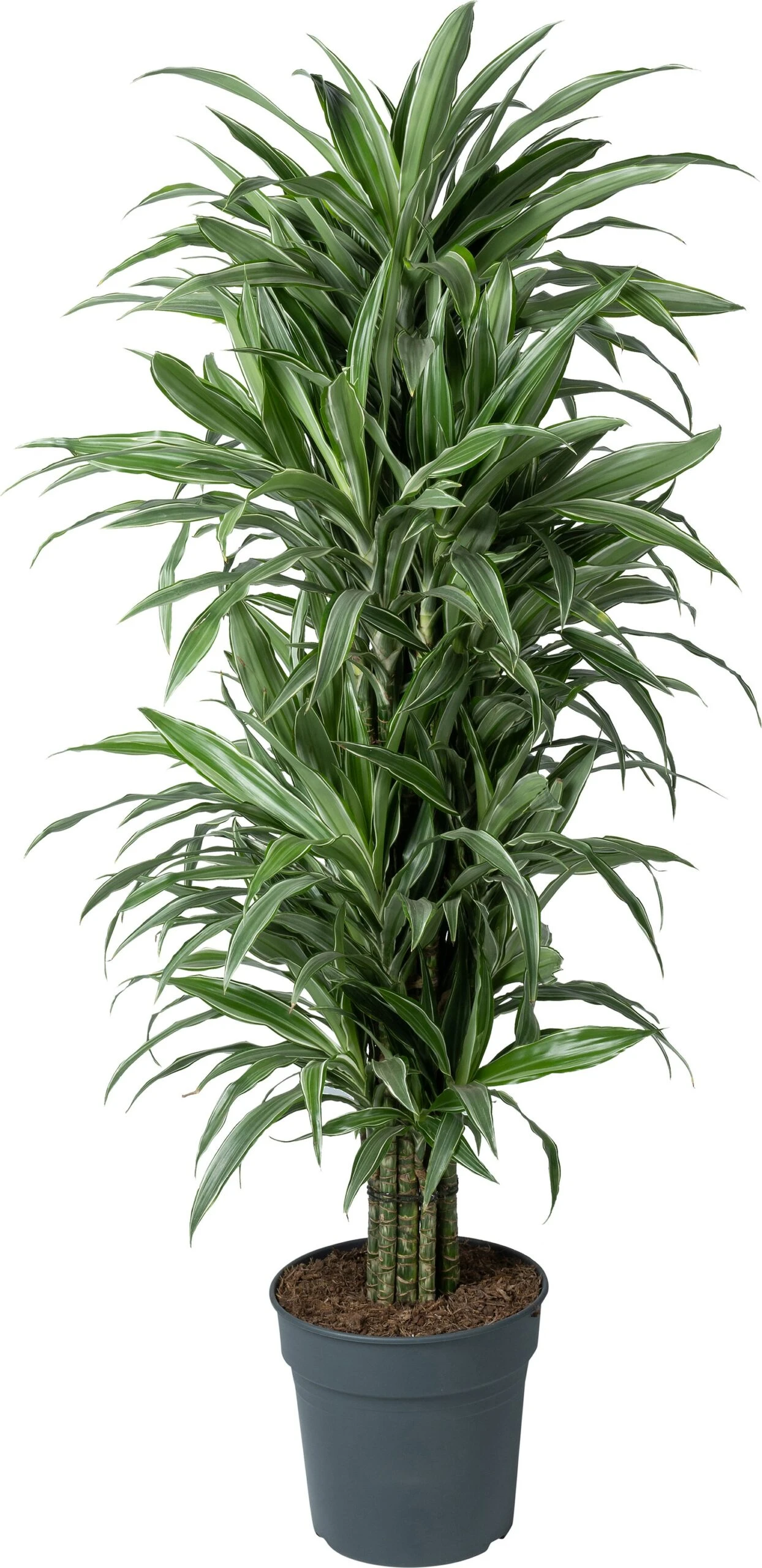 Drakenbloedboom (Dracaena Fragrans 'Warneckei') D 31 H 140 Cm 3 Drakenbloedboom (Dracaena Fragrans 'Warneckei') D 31 H 140 Cm