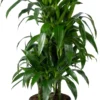 Drakenbloedboom (Dracaena Fragrans 'Janet Craig') D 24 H 120 Cm 1 Drakenbloedboom (Dracaena Fragrans 'Janet Craig') D 24 H 120 Cm -Tuinplanten Winkel 8720196796410 scaled