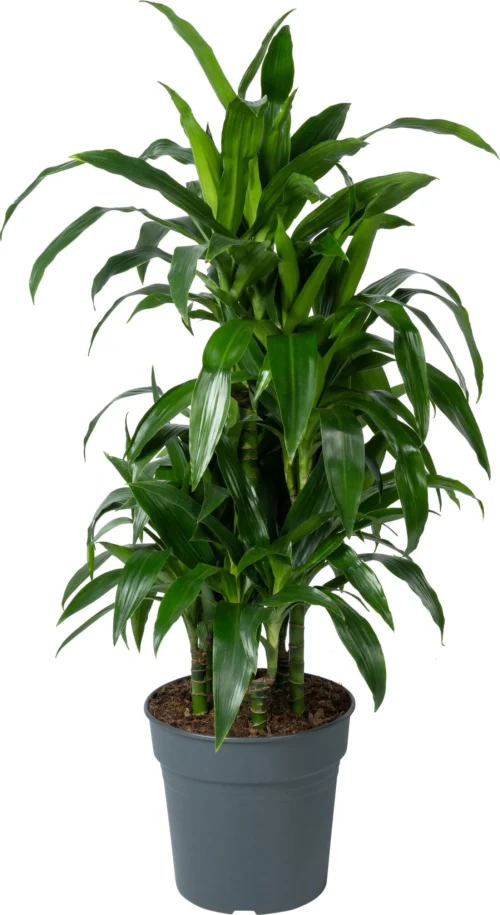 Drakenbloedboom (Dracaena Fragrans 'Janet Craig') D 24 H 120 Cm