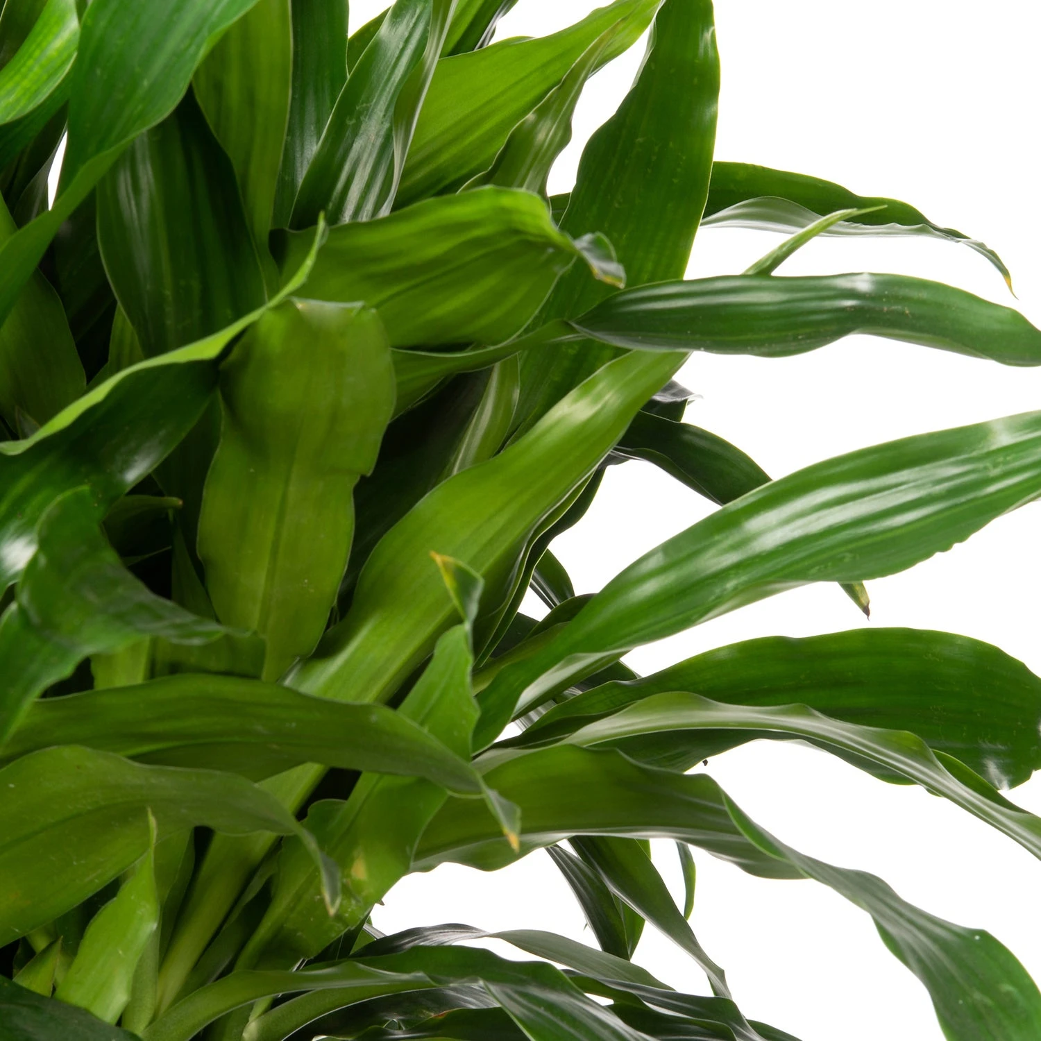 Drakenbloedboom (Dracaena Fragrans 'Janet Craig') D 24 H 120 Cm 4 Drakenbloedboom (Dracaena Fragrans 'Janet Craig') D 24 H 120 Cm - Afbeelding 2
