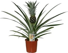 Ananasplant (Bromelia Ananas 'Champaca') D 14 H 60 Cm 3 Ananasplant (Bromelia Ananas 'Champaca') D 14 H 60 Cm