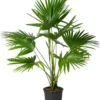 Chinese Schermpalm (Livistona Chinensis) D 24 H 90 Cm