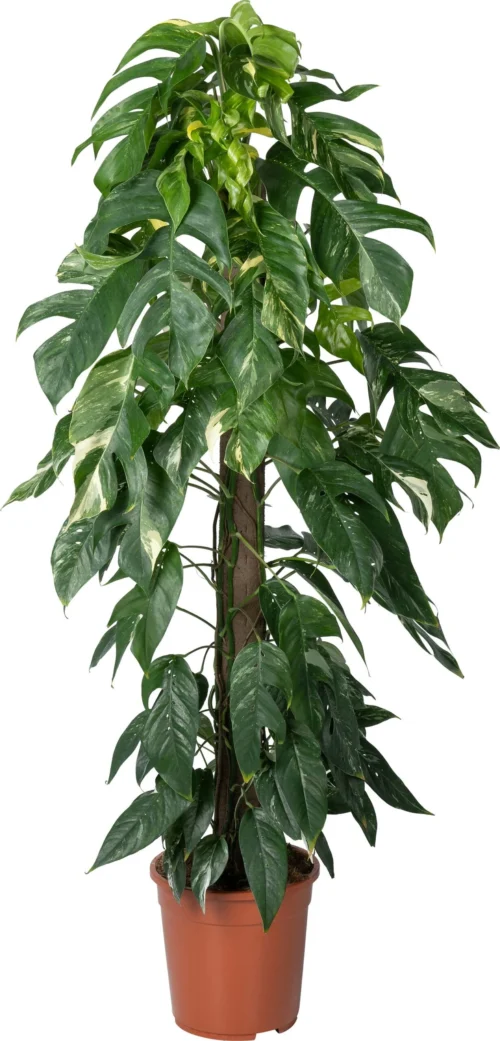 Drakenklimop Op Duurzame Klimstok (Epipremnum Pinnatum 'Albo Variegata') D 24 H 125 Cm