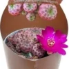 Cluster Cactus (Sulcorebutia Rauschii Violacidermis) D 6,5 H 8 Cm 2 Cluster Cactus (Sulcorebutia Rauschii Violacidermis) D 6,5 H 8 Cm -Tuinplanten Winkel 8720196800735