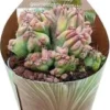Cactus (Myrtillocactus Geometrizans Cristata) D 6,5 H 8 Cm -Tuinplanten Winkel 8720196800858