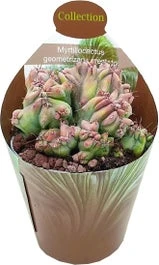 Cactus (Myrtillocactus Geometrizans Cristata) D 6,5 H 8 Cm 3 Cactus (Myrtillocactus Geometrizans Cristata) D 6,5 H 8 Cm