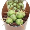 Puna-cactus (Puna Incahuasi) D 6,5 H 8 Cm 2 Puna-cactus (Puna Incahuasi) D 6,5 H 8 Cm -Tuinplanten Winkel 8720196800896