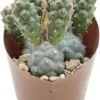 Argentijnse Cactus (Tephrocactus Inermis) D 6,5 H 8 Cm -Tuinplanten Winkel 8720196800919
