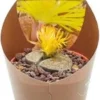 Levende Stenen (Lithops) D 6,5 H 8 Cm -Tuinplanten Winkel 8720196800957