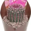 Regenboogcactus (Echinocereus Rubrispinus) D 6,5 H 8 Cm -Tuinplanten Winkel 8720196800995