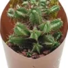 Euphorbia (Euphorbia Horrida Monstruosa) D 6,5 H 8 Cm -Tuinplanten Winkel 8720196801015