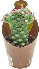 Monadenium (Monadenium Ritchiei) D 6,5 H 8 Cm 3 Monadenium (Monadenium Ritchiei) D 6,5 H 8 Cm