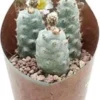 Argentijnse Cactus (Tephrocactus Strobiliformis) D 6,5 H 8 Cm -Tuinplanten Winkel 8720196801152