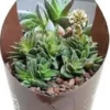Crassula (Crassula 'Frosty') D 6,5 H 8 Cm -Tuinplanten Winkel 8720196801190