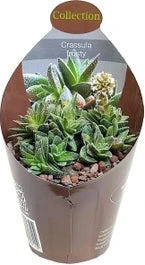 Crassula (Crassula 'Frosty') D 6,5 H 8 Cm