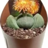 Gespleten Rots (Pleiospilos Nelii) D 6,5 H 8 Cm 1 Gespleten Rots (Pleiospilos Nelii) D 6,5 H 8 Cm -Tuinplanten Winkel 8720196801275