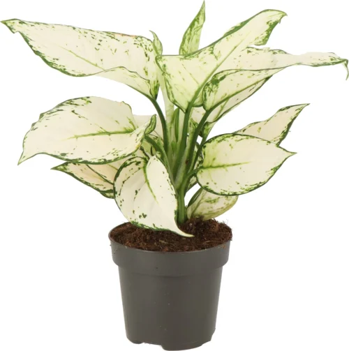Aglaonema (Aglaonema 'White Joy') D 12 H 35 Cm