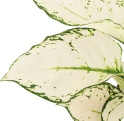 Aglaonema (Aglaonema 'White Joy') D 12 H 35 Cm 5 Aglaonema (Aglaonema 'White Joy') D 12 H 35 Cm -Tuinplanten Winkel 8720196805617 2