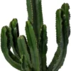 Cowboy-cactus (Euphorbia Ingens Canarias) D 30 H 70 Cm 2 Cowboy-cactus (Euphorbia Ingens Canarias) D 30 H 70 Cm -Tuinplanten Winkel 8720196805815 0 scaled