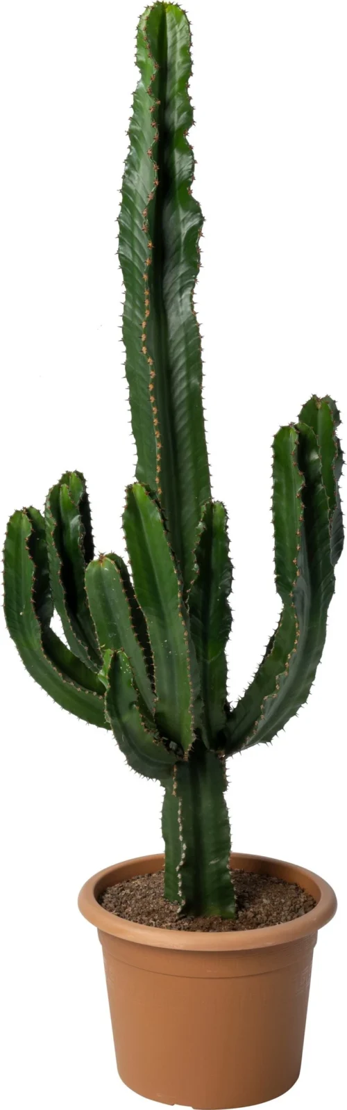 Cowboy-cactus (Euphorbia Ingens Canarias) D 30 H 70 Cm