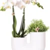 Intratuin Arrangement Tube Vlinderorchidee (Phalaenopsis) Wit 18 X 12 X 40 Cm 2 Intratuin Arrangement Tube Vlinderorchidee (Phalaenopsis) Wit 18 X 12 X 40 Cm -Tuinplanten Winkel 8720196815913