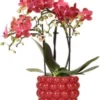 Intratuin Arrangement Vlinderorchidee (Phalaenopsis) In Bessenpot Rood D 9 H 40 Cm -Tuinplanten Winkel 8720196816033