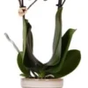Intratuin Arrangement Vlinderorchidee (Phalaenopsis) In Pot Wit D 9 H 40 Cm -Tuinplanten Winkel 8720196816118