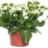 Kalanchoë (Kalanchoe 'Queen') Wit D 14 H 26 Cm -Tuinplanten Winkel 8720196854905 0