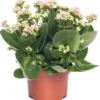 Kalanchoë (Kalanchoe 'Queen') Licht Roze D 14 H 26 Cm -Tuinplanten Winkel 8720196854929 0