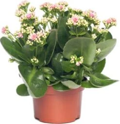 Kalanchoë (Kalanchoe 'Queen') Licht Roze D 14 H 26 Cm