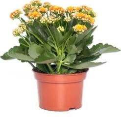 Kalanchoë (Kalanchoe 'Queen') Oranje D 14 H 26 Cm