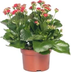 Kalanchoë (Kalanchoe 'Queen') Rood D 14 H 26 Cm