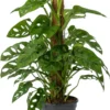Gatenplant (Monstera Obliqua 'Monkey Mask') D 16 H 60 Cm