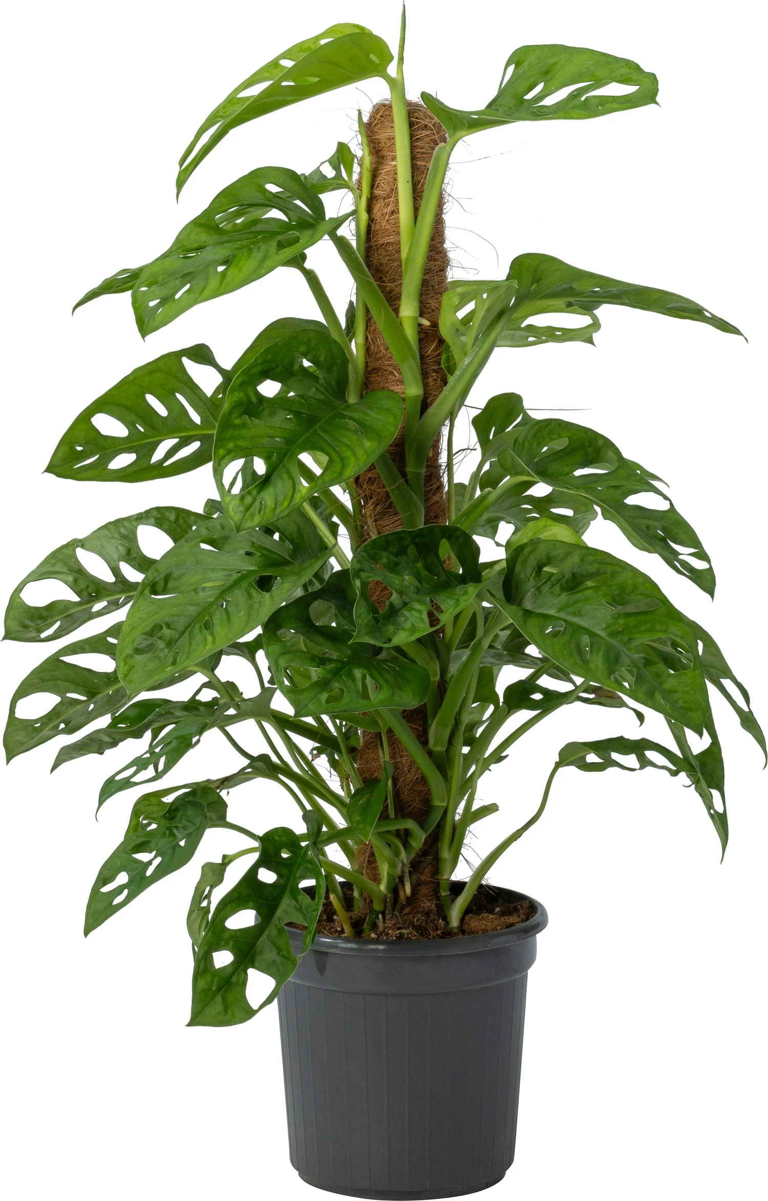 Gatenplant (Monstera Obliqua 'Monkey Mask') D 16 H 60 Cm 3 Gatenplant (Monstera Obliqua 'Monkey Mask') D 16 H 60 Cm