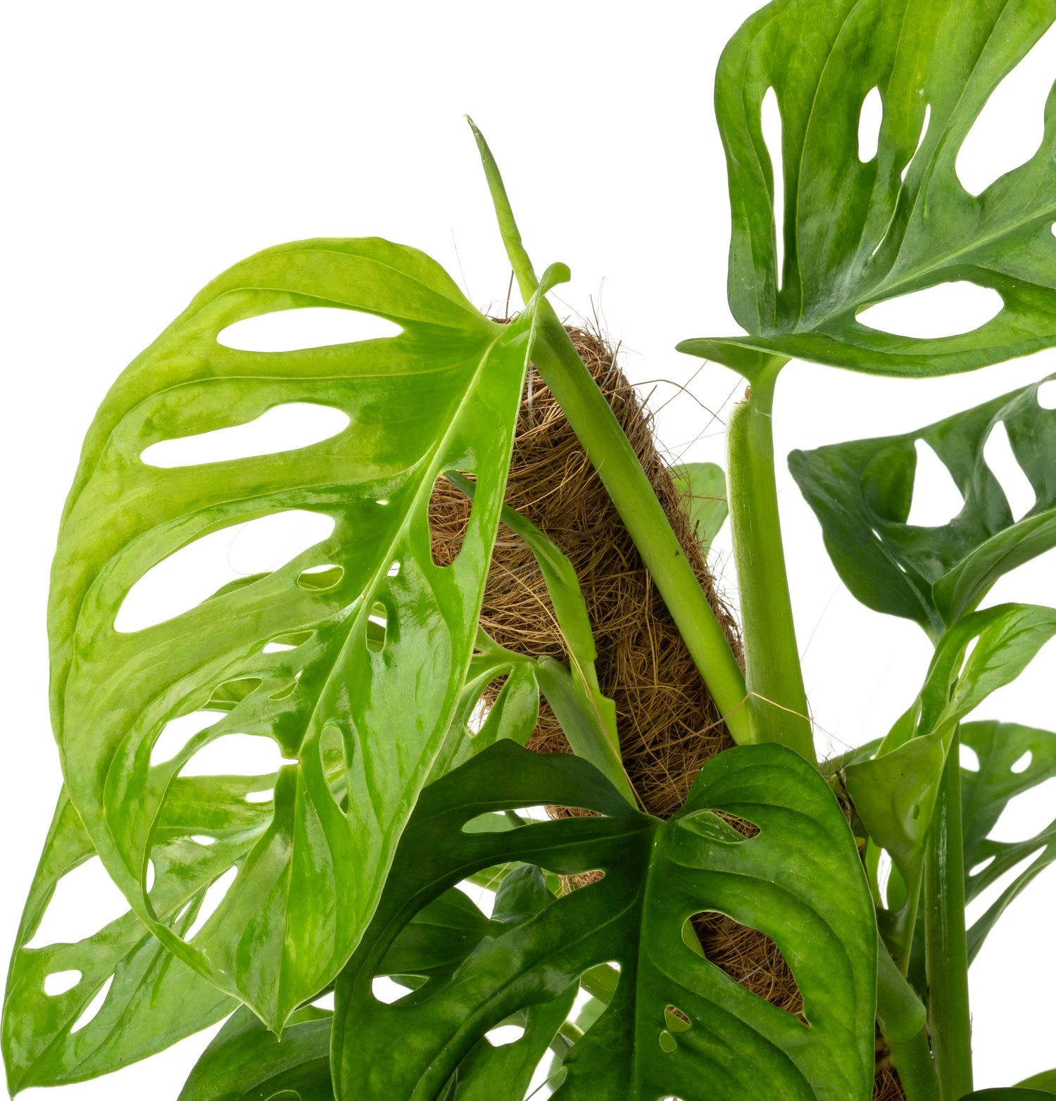 Gatenplant (Monstera Obliqua 'Monkey Mask') D 16 H 60 Cm 4 Gatenplant (Monstera Obliqua 'Monkey Mask') D 16 H 60 Cm - Afbeelding 2