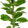 Rubberboom (Ficus Altissima 'Yellow Jam') D 21 H 100 Cm -Tuinplanten Winkel 8720196938469 0 scaled
