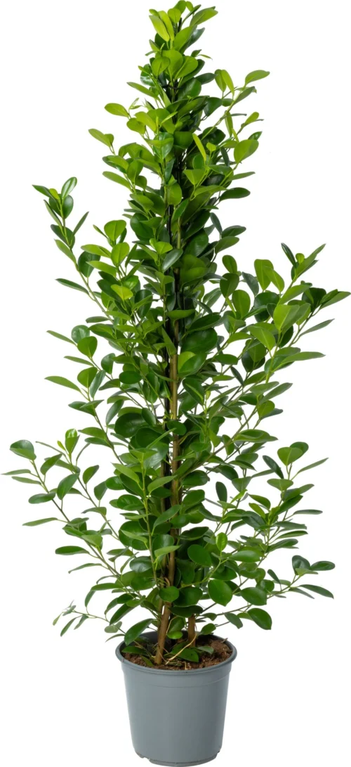 Vijgenboom (Ficus Microcarpa 'Moclame') D 24 H 135 Cm
